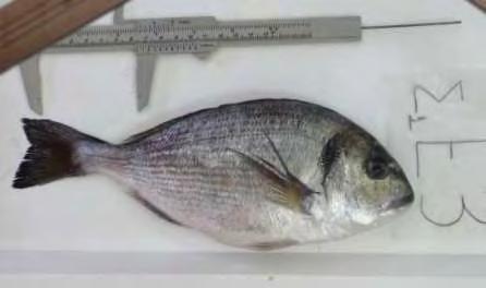 ΤΣΙΠΟΥΡΑΣ (Sparus aurata) ΣΕ ΣΗΜΕΙΑ ΠΩΛΗΣΗΣ Στο εργαστήριο Ιχθυολογίας & Ιχθυοπαθολογίας του ΤΕΙ Δ.Ε. στο Μεσολόγγι κάθε ψάρι φωτογραφήθηκε με σύστημα ψηφιακής μηχανής Leica.