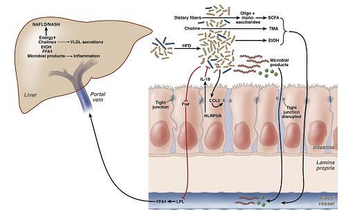 Gastroenterology