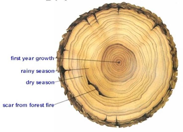 Δενδροχρονολόγηση (Dendrochronology) κάθε έτος τα δέντρα παράγουν έναν δακτύλιο νέου ξύλου οι ετήσιοι κύκλοι ανάπτυξης εντοπίζονται με εγκάρσια τομή του κορμού ανομοιομορφία πάχους των δακτυλίων