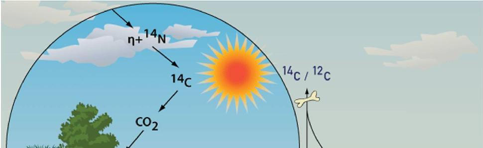 με τη μορφή CO 2 προσλαμβάνεται από τα φυτά και μέσω αυτών από τα ζώα και τον άνθρωπο μετά την απορρόφηση από τον έμβιο οργανισμό, τα