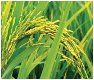 purposes in accordance with the recommended Package of Technology (POT), e.g., right zinc content; and Farm location must have generally stable peace and order condition and not hazardous to health.