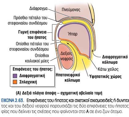 Κυρτη διαφραγματική επιφάνεια (επίπεδη και λεία) και κοίλη σπλαχνική επιφάνεια (σχισμές και εντυπώματα)