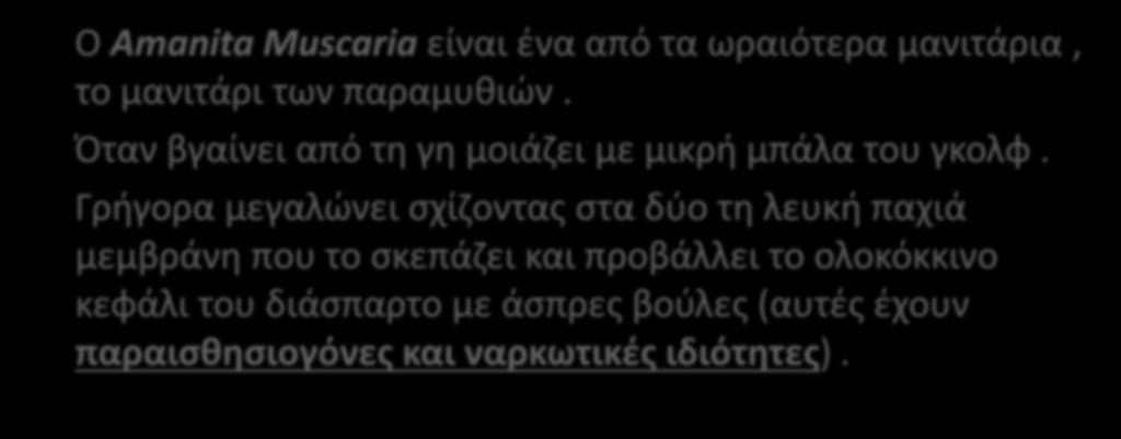 Ο Amanita Muscaria είναι ένα από τα ωραιότερα μανιτάρια, το μανιτάρι των παραμυθιών.