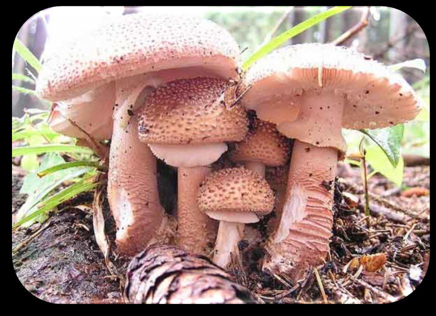 Αμανίτης ο κοκκινίζων (Amanita rubescens) Κοκκινοπόδαρος :Εξαιρετικά νόστιμο, ύστερα από καλό μαγείρεμα. Ωμό προκαλεί γαστρεντερικά προβλήματα.