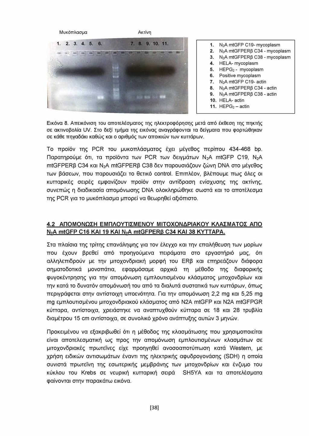 Μυκόπλασμα Ακτίνη 1. Ν2Α mtgfp C19- mycoplasm 2. Ν2Α mtgfperp C34 - mycoplasm 3. Ν2Α mtgfperp C38 - mycoplasm 4. HELA- mycoplasm 5. HEPG2 - mycoplasm 6. Positive mycoplasm 7. Ν2Α mtgfp C19- actin 8.