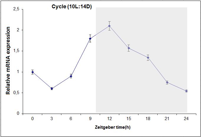 Εικ. 27. Ανάλυση της χρονικής έκφρασης του Snocycle (LD10:14).