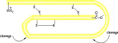 E. 1 Struktūra nosaka 2, 3 un 4 struktūru Pirmējo olbaltumvielu struktūru nosaka gēnu informatīvais kods.