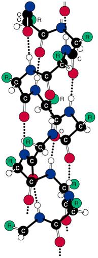 B. trējā (sekundārā) struktūra trējā (2 ) struktūra attiecas uz aminoskābju sakārtotu savienošanos (konformāciju) lokalizētos reģionos polipeptīda vai olbaltumvielas molekulā.