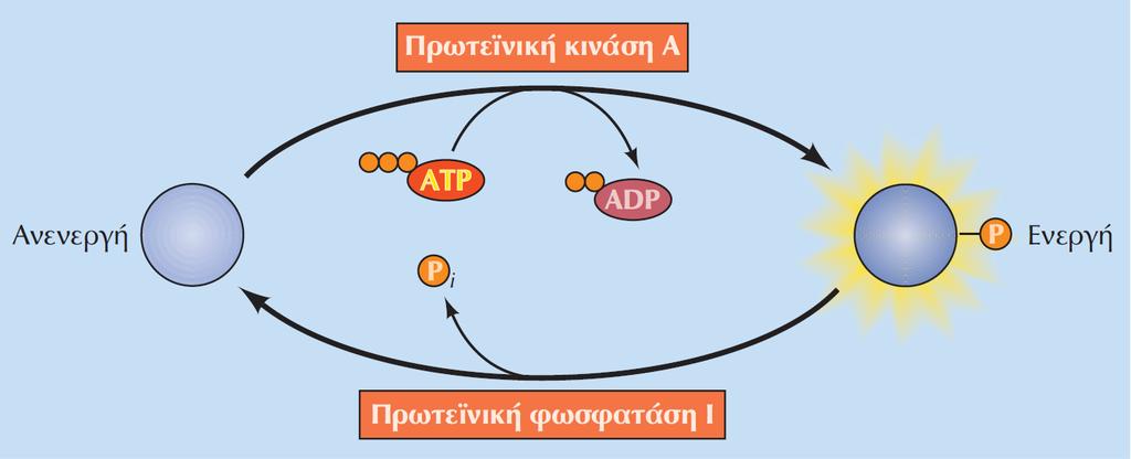 ΕΙΚΟΝΑ 15.23 Ρύθμιση των επιπέδων φωσφορυλίωσης πρωτεϊνών από την ισορροπία ανάμεσα στην πρωτεϊνική κινάση A και την πρωτεϊνική φωσφατάση I.