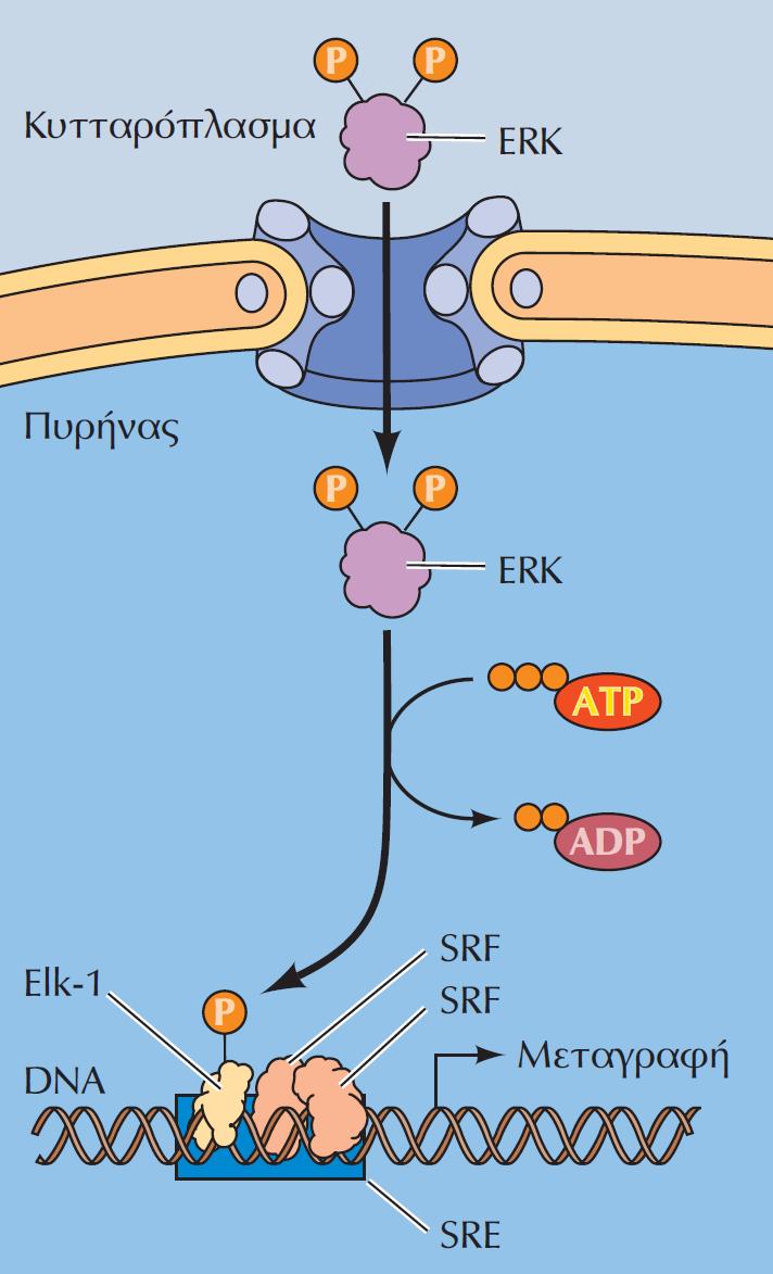 ΕΙΚΟΝΑ 15.37 Επαγωγή πρώιμων γονιδίων από την ERK. Η ενεργοποιημένη ERK μετατοπίζεται στον πυρήνα, όπου φωσφορυλιώνει τον μεταγραφικό παράγοντα Elk-1.