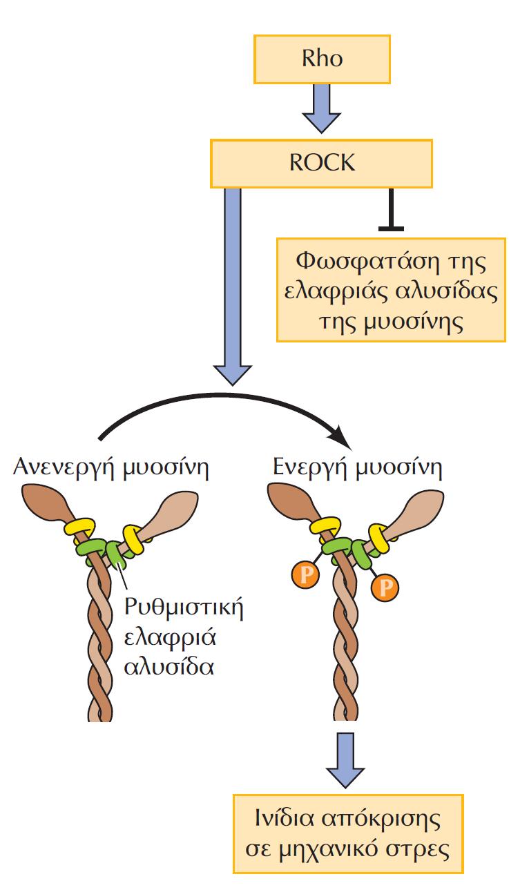 ΕΙΚΟΝΑ 15.49 Ρύθμιση της φωσφορυλίωσης της ελαφριάς αλυσίδας της μυοσίνης από τη Rho.