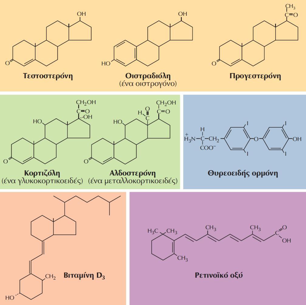 ΕΙΚΟΝΑ 15.2 Δομές των στεροειδών ορμονών, της θυρεοειδούς ορμόνης, της βιταμίνης D3 και του ρετινοϊκού οξέος.