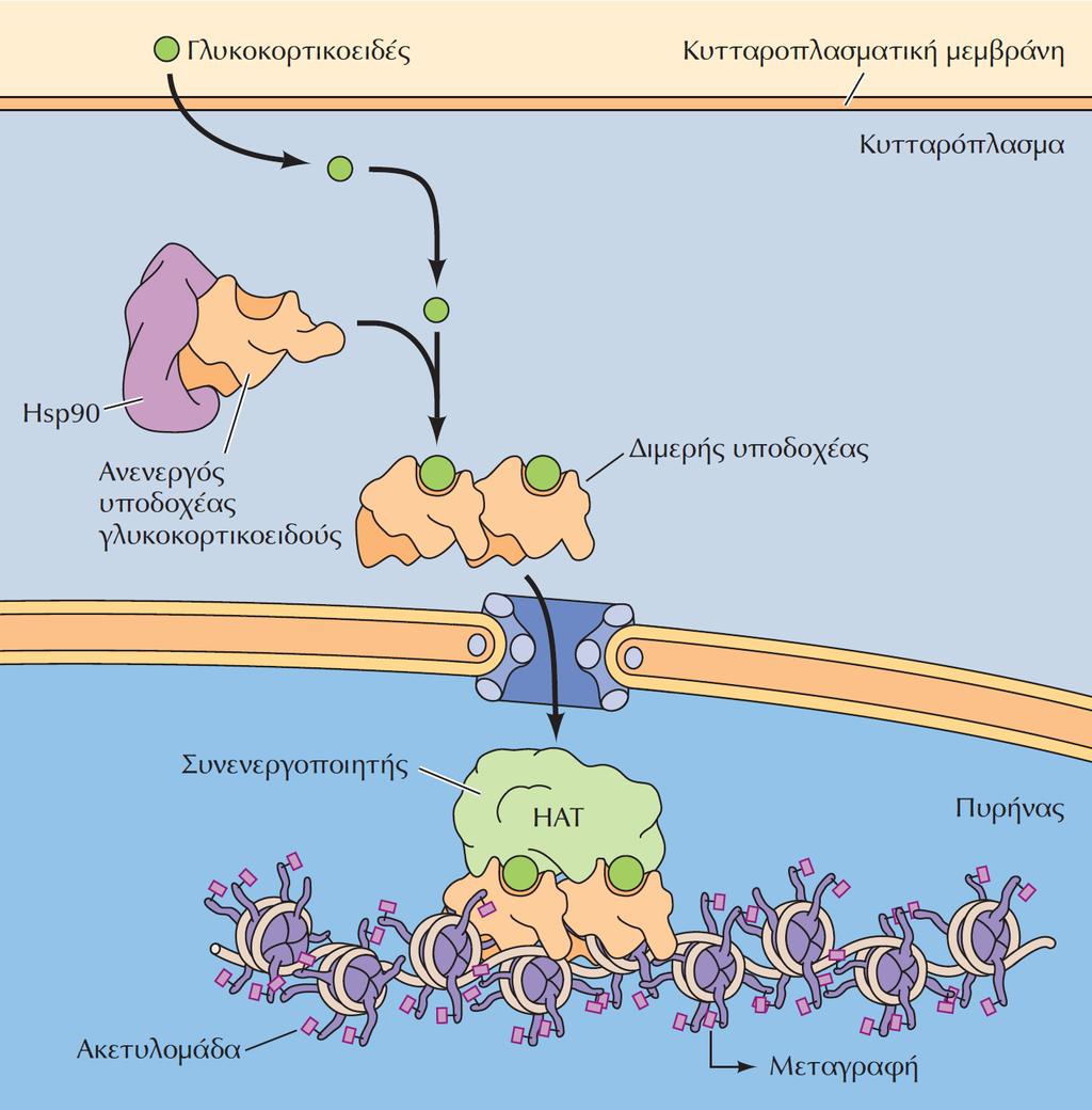ΕΙΚΟΝΑ 15.3 Δράση των γλυκοκορτικοειδών. Τα γλυκοκορτικοειδή διαχέονται μέσω της κυτταροπλασματικής μεμβράνης και δεσμεύονται από τον υποδοχέα των γλυκοκορτικοειδών.