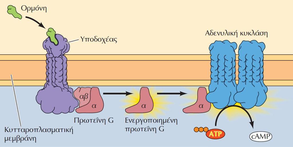 ΕΙΚΟΝΑ 15.12 Ορμονική ενεργοποίηση της αδενυλικής κυκλάσης. Η δέσμευση της ορμόνης επάγει την αλληλεπίδραση του υποδοχέα με μια πρωτεΐνη G.