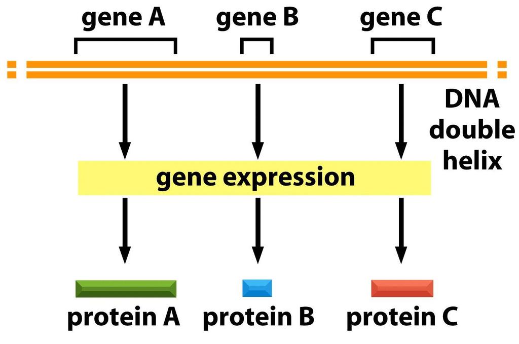 Η γενετική πληροφορία βρίσκεται στο DNA Τα γονίδια αποτελούν μικρά