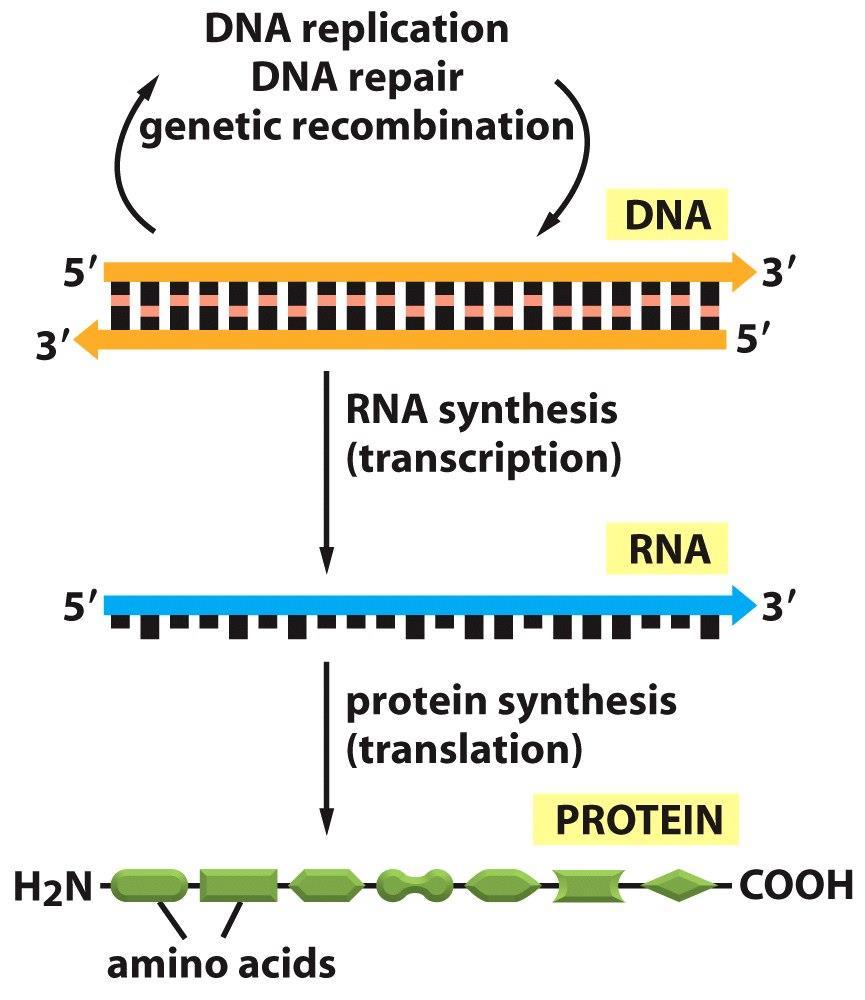 Ροή της γενετικής πληροφορίας Α-Εικόνα 7-1 Αντιγραφή (Διαιώνιση/ Εξέλιξη της πληροφορίας) Μεταγραφή mrna (Μεταφορά της πληροφορίας) rrna (Μετάφραση) trna
