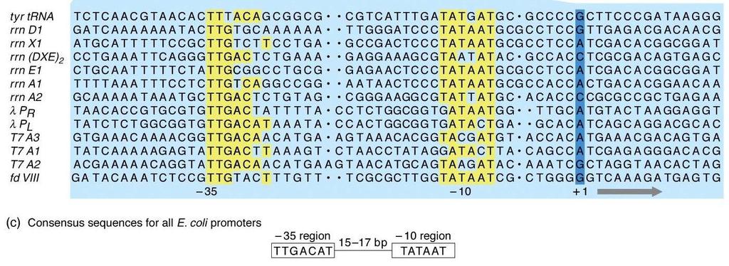 Υποκινητές προκαρυωτικών γονιδίων TTGACA 16-19 bp TATAAT 5-9 bp