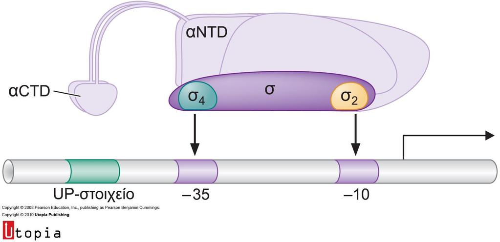 Πρόσδεση RNA πολ.