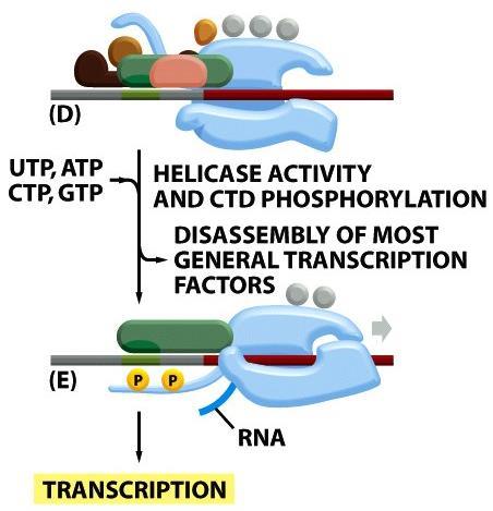 οργανισμούς (RNA Pol.