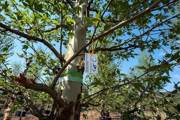 προσεκτικά από διάφορα φυτώρια στην Ελλάδα και το εξωτερικό