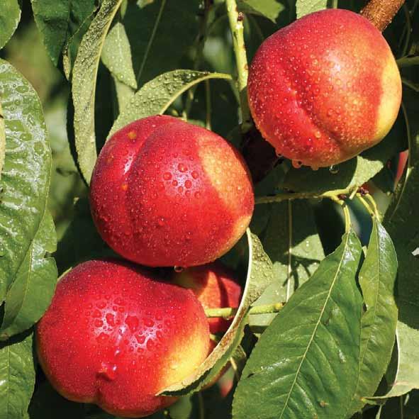 ΝΕΚΤΑΡΙΝΙΑ (Prunus Persica Nectarina) Το επιστημονικό όνομα της νεκταρινιάς είναι Prunus Persica Nectarina και διαφέρει από την ροδακινιά στο ότι ο καρπός της δεν έχει χνούδι.