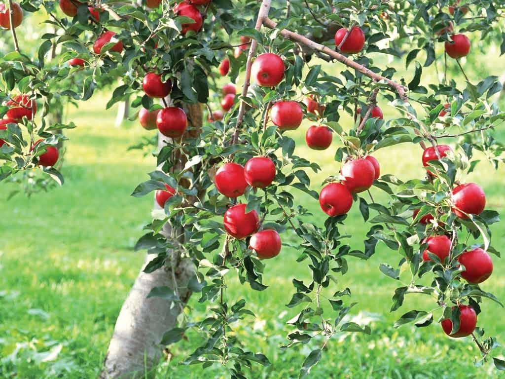 ΜΗΛΙΑ (Pirus Malus ή Malus Communis) Το επιστημονικό όνομα της μηλιάς είναι Pirus Malus ή Malus Communis και αποτελεί ένα από τα πιο διαδεδομένα και ευρύτατα καλλιεργούμενα φρούτα.