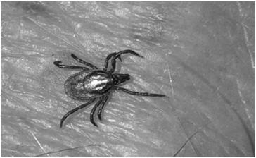 Δεκεμβρη) Κρότωνες μετάδοσης: Ixodus Pacificus (δυτικές ΗΠΑ), Ixodus