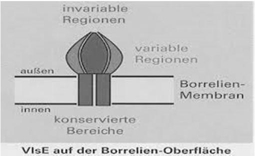 Η δομή των μικροβίων Το γένος Borrelia Το γένος Borrelia περιλαμβάνει τρεις κύριες ομάδες Τα είδη που προκαλούν τη