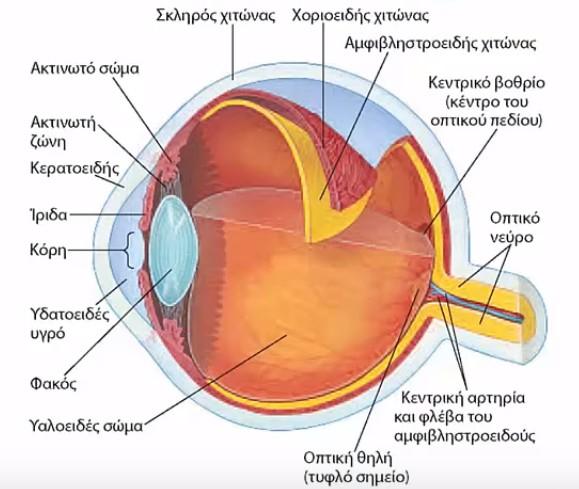 Η κοιλότητα που σχηματίζεται ανάμεσα στο φακό, την ίριδα και τον κερατοειδή είναι γεμάτη με διαφανές υγρό, το υδατώδες υγρό.
