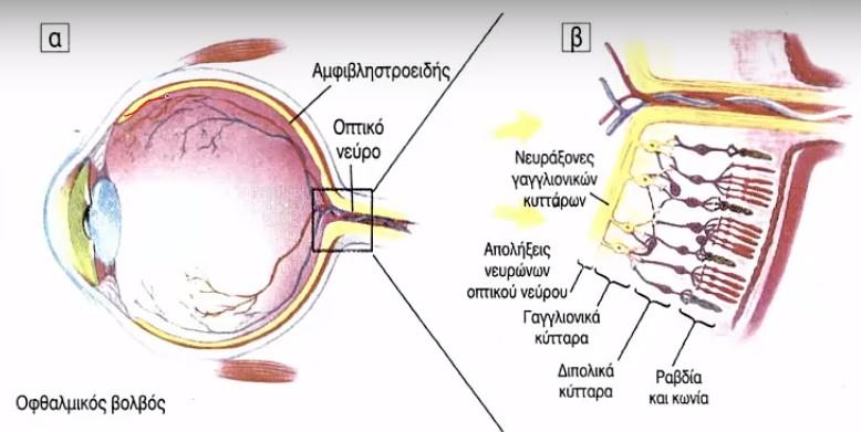 Η όραση του χρώματος οφείλεται στα τρία είδη κωνίων με τις διαφορετικές φασματικές ευαισθησίες(πράσινο, κόκκινο, μπλέ).
