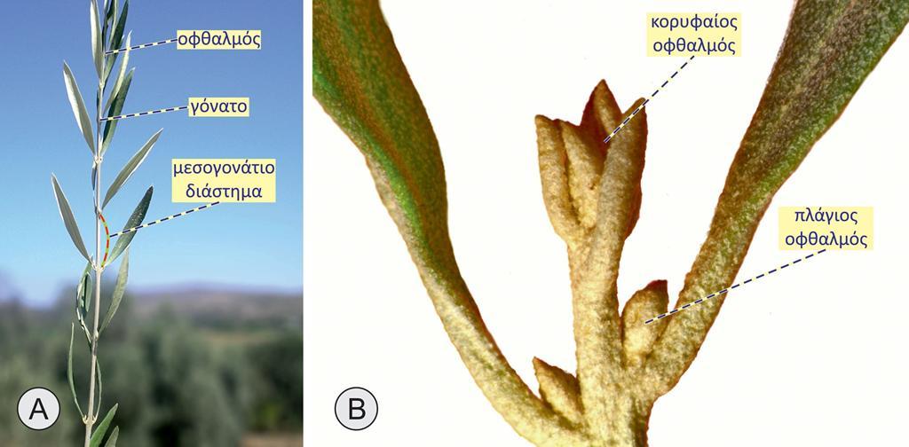 Η διαμόρφωση του βλαστού σχετίζεται στενά με τη σταδιακή μετάβαση των φυτικών οργανισμών στη διάρκεια της εξέλιξης από το υδατικό στο χερσαίο περιβάλλον Τα φύλλα και οι