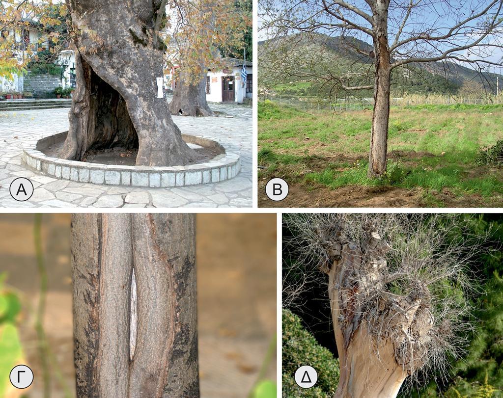 Ο βλαστός αποτελεί το κανάλι μεταφοράς νερού και θρεπτικών συστατικών Στα δένδρα, στα οποία σε κάθε νέα αναπτυξιακή περίοδο προστίθεται νέος ηθμός και ξύλο (δηλ.