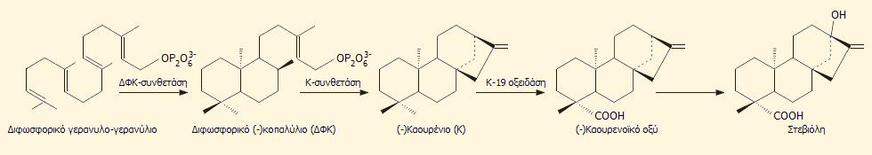 Σε γενικές γραμμές η βιοσύνθεση της στεβιόλης αποδίδεται από την παρακάτω αλληλουχία αντιδράσεων σχηματισμού του τετρακυκλικού διτερπενίου καουρένιο από το διφωσφορικό γερανυλο-γερανύλιο (ΔΦΚ).