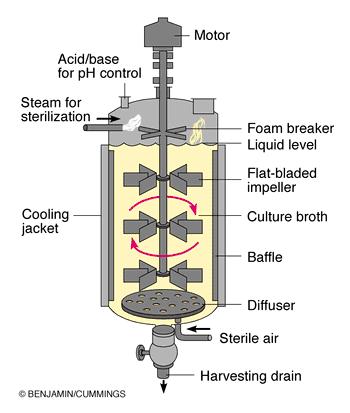 Πρακτικά θέματα των βιοαντιδραστήρων Θερμικό φορτίο: Καθορίζεται από τα ενεργειακά ισοζύγια Ρυθμός παραγωγής θερμότητας q V C 1 Y kcal Δημοφιλής μέθοδος q : ρυθμός παραγωγής θερμότητας, kcal/l s V: