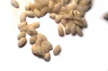 معايير بنك الجينات للبذور التقليدية الفصل 4 مراجع مختارة AOSA (Association of Official Seed Analysts). 2005. Page 113 in Capashew, ed. Rules for testing seeds, 4 0, 4 11. Las Cruces, New Mexico, USA.