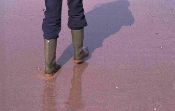 Pitanje 8 : Zašto, kada hodamo po zasidenom pijesku na pješčanoj plaži, dolazi do naglog isušenja pijeska u zoni oko stopala? Slika 3.