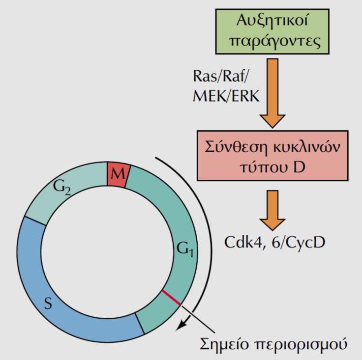 Αυξητικοί Παράγοντες & η Ρύθμιση των Cdk στην ΦΑΣΗ G1 - Ο πολλαπλασιασμός των Ζωϊκών κυττάρων: ρυθμίζεται και από εξωτερικούς αυξητικούς παράγοντες για την διέλευση από το ΣΗΜΕΙΟ ΠΕΡΙΟΡΙΣΜΟΥ, στο