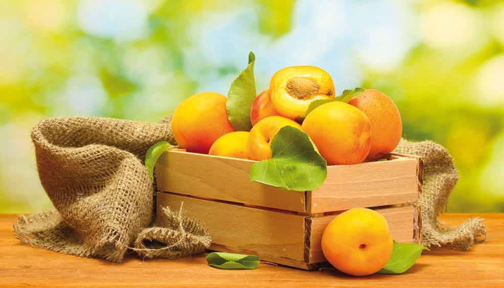 12 Novo mandarina