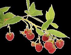 sorte Darrow, Blueray, Brigita,