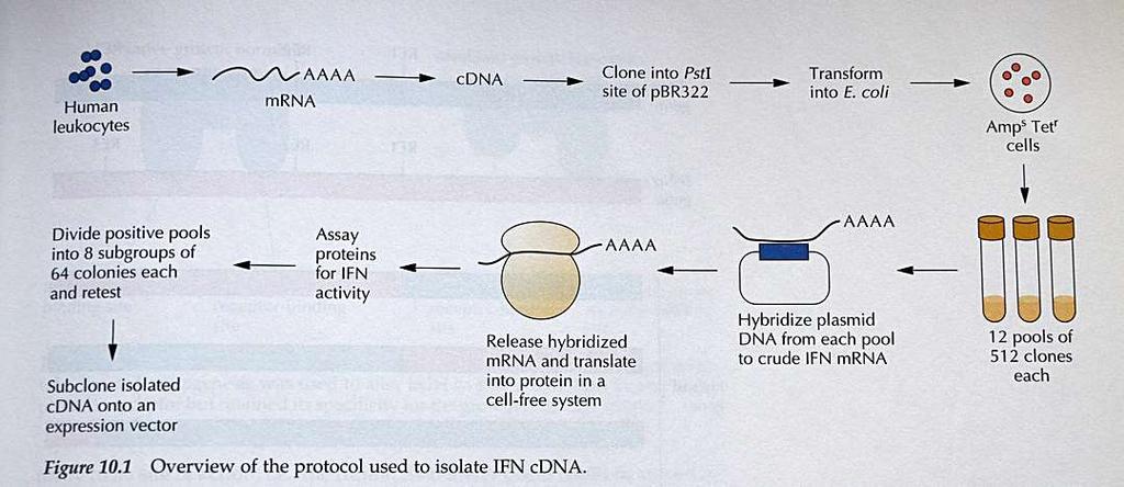 Rekombinantni interferon Interferon (IFN) je prisoten v človeških celicah v majhnih količinah in v več oblikah, ki imajo različne učinke.