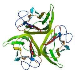 Protein se je kljub podaljšku pravilno zvil in trimeriziral.