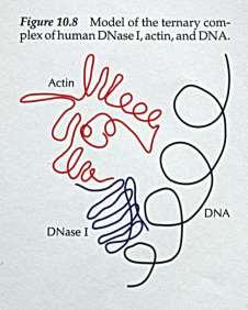 Patogene bakterije, ki okužijo dihala in se ujamejo v sluzi, izločajo ne le DNA, pač pa tudi aktin, ki se