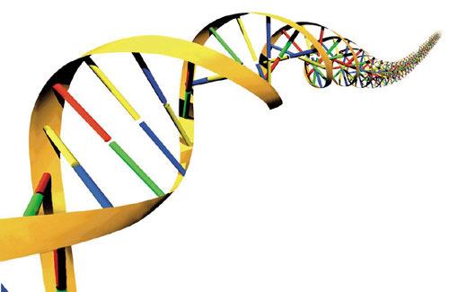 polymorphism) (1985) Lastnosti molekule DNA Zelo stabilna molekula Pri ph <4 in >9 ter visoki