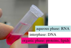 Izolacija RNA Običajno iz tkiv v katerih želimo analizirati izražanje genov (prepis v mrna) RNA je zelo nestabilna v primerjavi z DNA ter podvržena razgradnji z endogenimi (v celici/tkivu) in