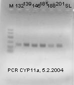 Elektroforeza PCR produkta na