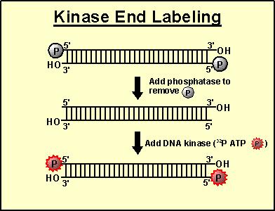 Sonde /5 Priprava sonde po metodi z označevanjem koncev (end labelling): Običajno označimo 5 -konec DNA/RNA tako, da dodamo označevalno skupino s pomočjo delovanja polinukleotid kinaze (PNK).