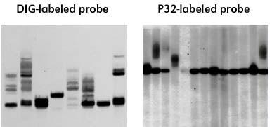 Označevanje in detekcija /2 Iste membrane z vzorci lahko zapored uporabimo z dvema različno označenima sondama (npr. digoksigenin in fluorescein).