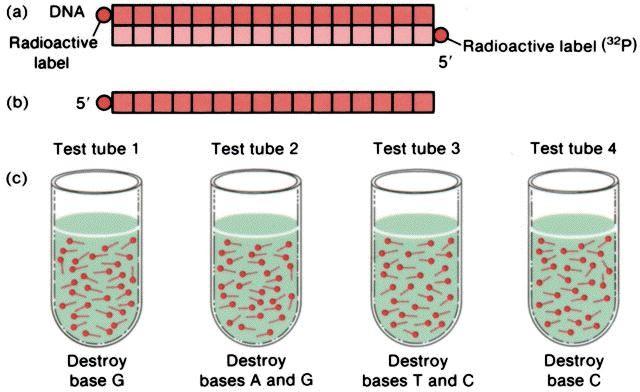 Metoda po Maxamu in Gilbertu Postopek: * dsdna označimo na 5 -koncu s 32P-ATP * 2 verigi ločimo pri 90 C v DMSO, nanesemo na PAGE in nato izoliramo posamezni verigi * ssdna razdelimo na 4 alikvote in