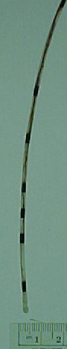 ηαςηόσπονη εμπέδηζη - ph 17 cm 15 cm 9 cm 7