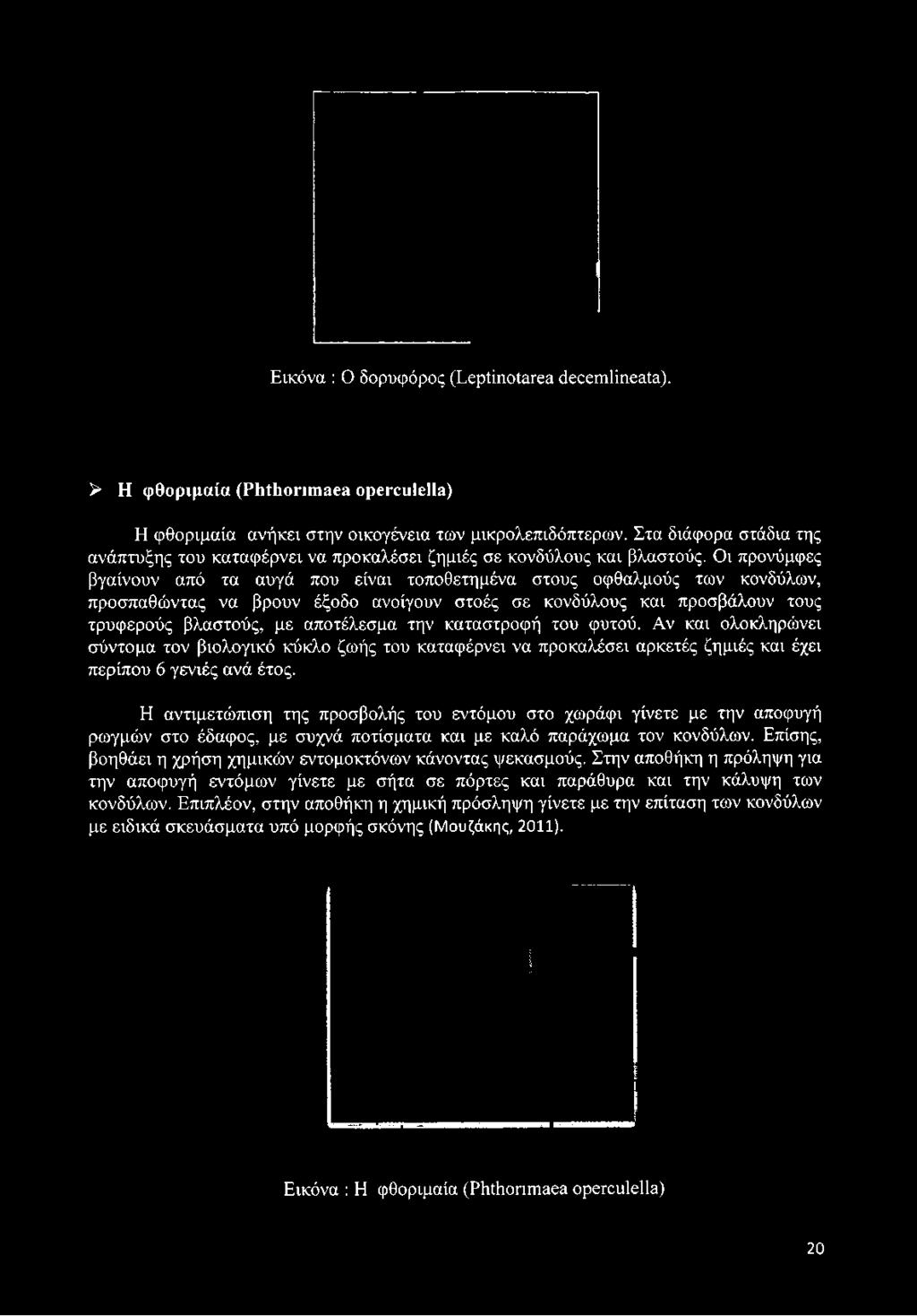 Στα διάφορα στάδια της ανάπτυξης του καταφέρνει να προκαλέσει ζημιές σε κονδύλους και βλαστούς.